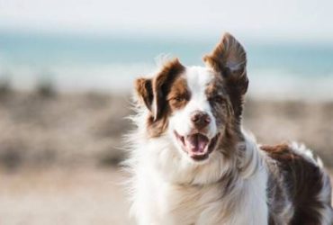 How to help a child grieving the death of a pet